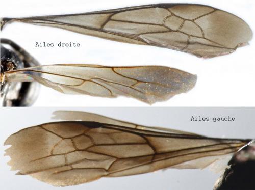 Entomobora crassitarsis